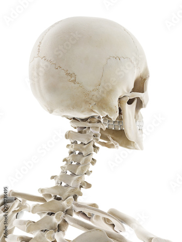 3d rendered medically accurate illustration of the skeletal head