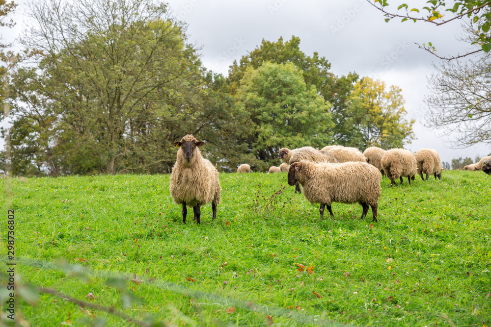 Obraz premium Sheep grazing outdoors