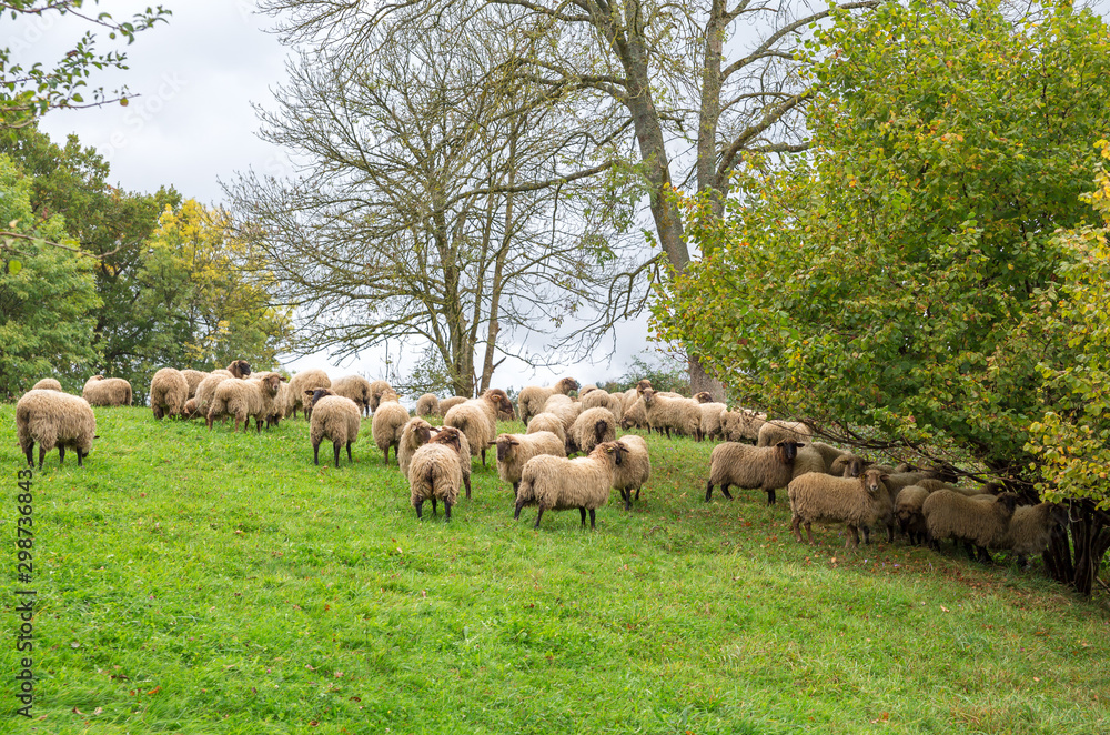 Obraz premium Sheep grazing outdoors