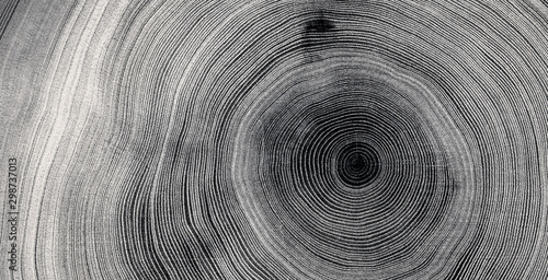 Old wooden tree cut surface. Detailed black and white texture of a felled tree trunk or stump. Rough organic tree rings with close up of end grain. photo