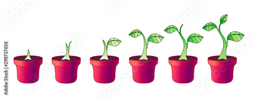 A small plant in a ceramic pot - stages of growth and development. Set of images of phased growth of a sprout in flower pots - truck farming and gardening - stock illustration with seedlings.