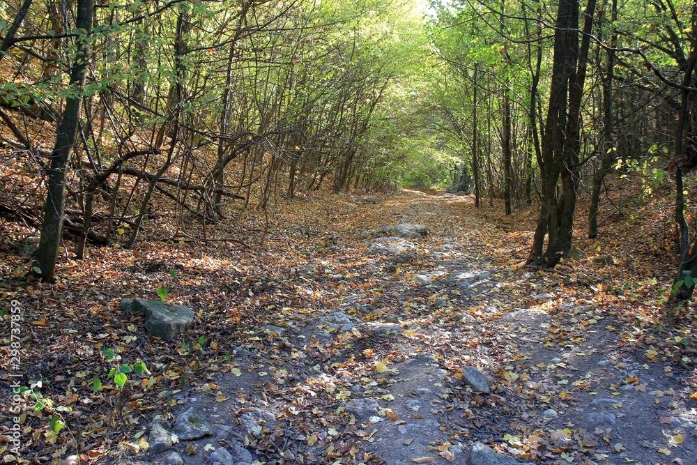 Autumn forest on Shumen plateau (Bulgaria) Autumn forest on Shumen plateau (Bulgaria)
