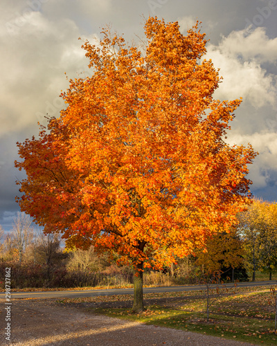 orange tree in autumn