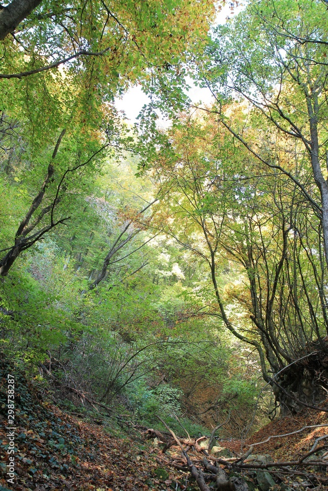 Obraz premium Autumn forest on Shumen plateau (Bulgaria)
