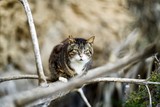 Gato callejero acecha desde la rama