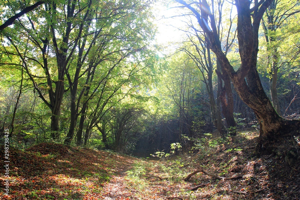 Obraz premium Autumn forest on Shumen plateau (Bulgaria)