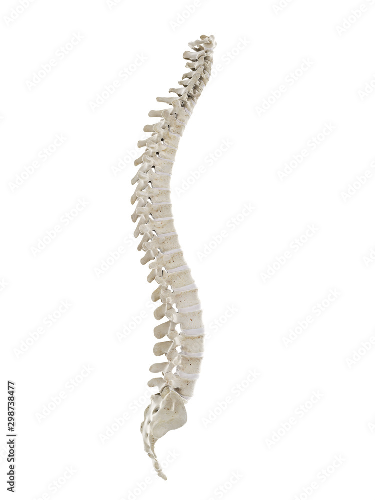 3d rendered medically accurate illustration of a healthy human spine 3d rendered medically accurate illustration of a healthy human spine