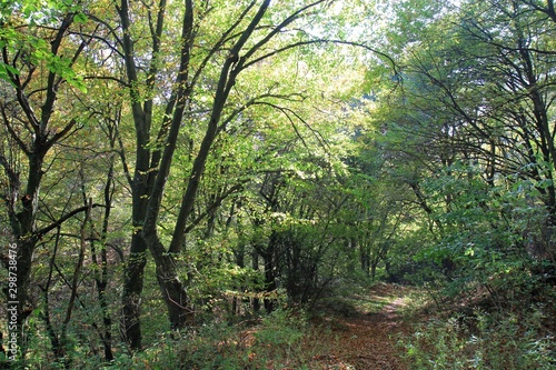 Autumn forest on Shumen plateau (Bulgaria)