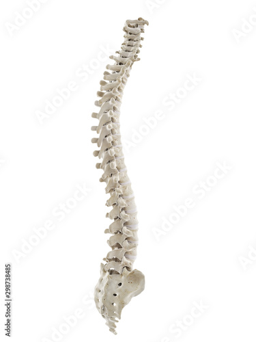 3d rendered medically accurate illustration of a healthy human spine