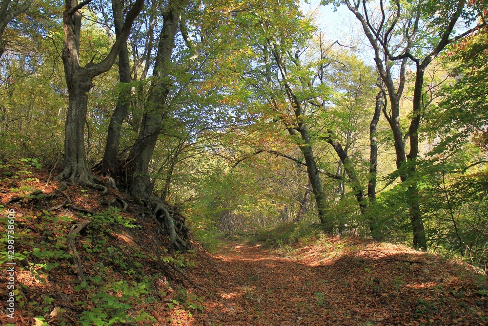 Autumn forest on Shumen plateau (Bulgaria) Autumn forest on Shumen plateau (Bulgaria)