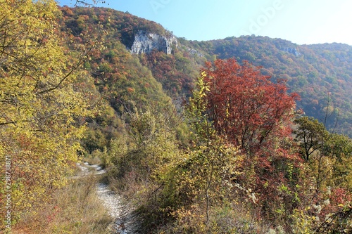 Forest on Shumen plateau (Bulgaria) in autumn in fog