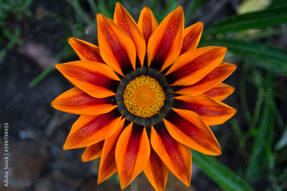 The orange flower macro shot. The orange flower macro shot.