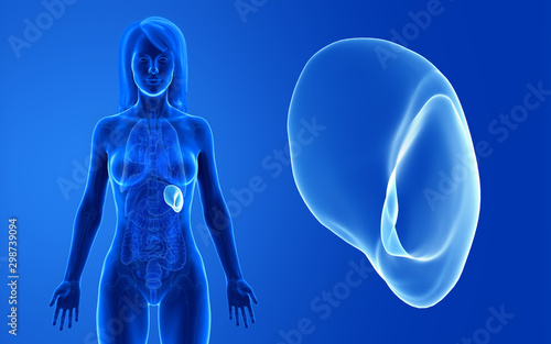 3d rendered medically accurate illustration of the female spleen