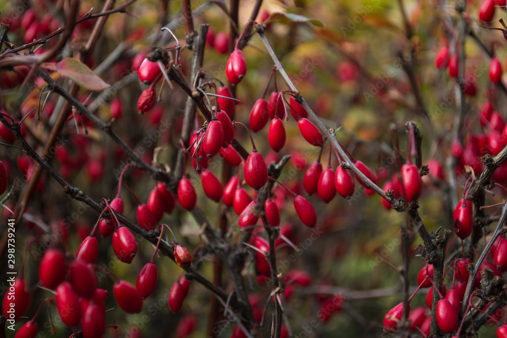 Red berries of barberry on a branch Red berries of barberry on a branch