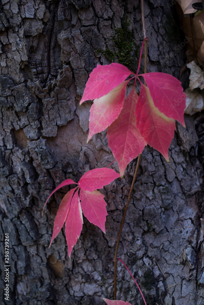 Colorful autumn leaves, close up. Fall background. Natural autumn texture. Colorful autumn leaves, close up. Fall background. Natural autumn texture.