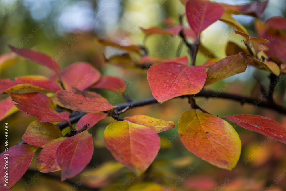 Colorful autumn leaves, close up. Fall background. Natural autumn texture. Colorful autumn leaves, close up. Fall background. Natural autumn texture.