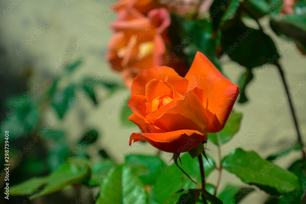 flores de primavera