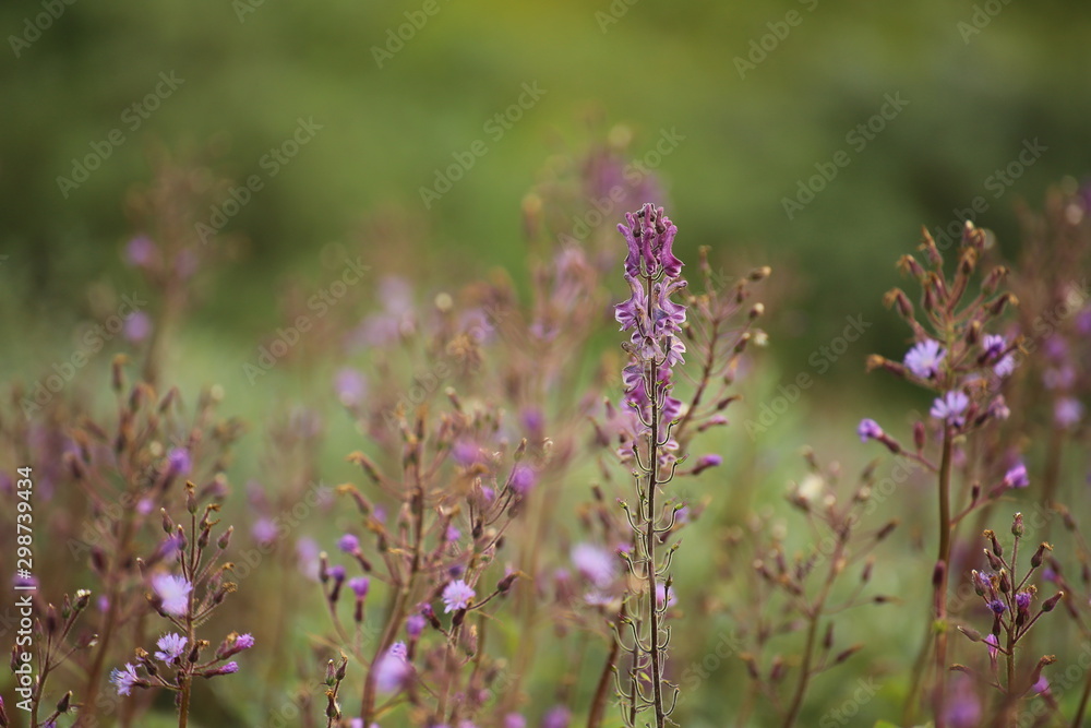 Northern wolfs-bane (Aconitum lycoctonum) and alpine blue sow-thistle (Cicerbita alpina) Northern wolfs-bane (Aconitum lycoctonum) and alpine blue sow-thistle (Cicerbita alpina)