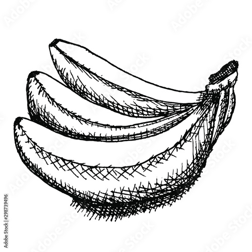 Black and white ink sketch of banana branch illustration vector