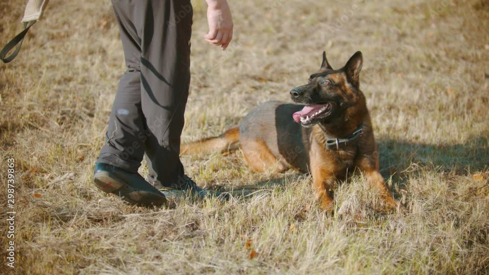 A german shepherd dog rolling over on the grass on a trainer's command A german shepherd dog rolling over on the grass on a trainer's command