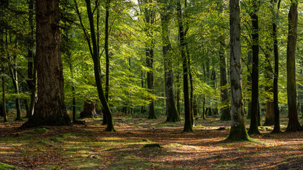 Foto auf Leinwand Wald Waldspaziergang im Neuen Wald im Herbst  © DRPL