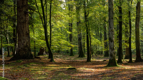 Woodland walk in the new forest in Autumn photo