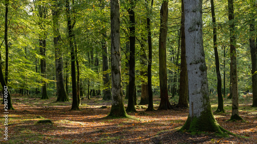 Fototapeta Naklejka Na Ścianę i Meble -  Woodland walk in the new forest in Autumn .