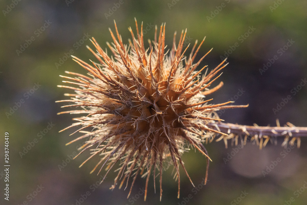 Dry spiky flower closeup