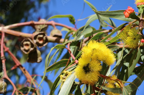 Photography Yellow flowers of Eucalyptus tree in Perth, Australia