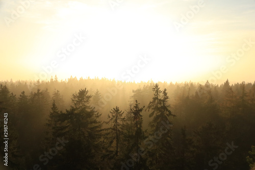 Der mysteriöse Wald 3 © Roman Härtl