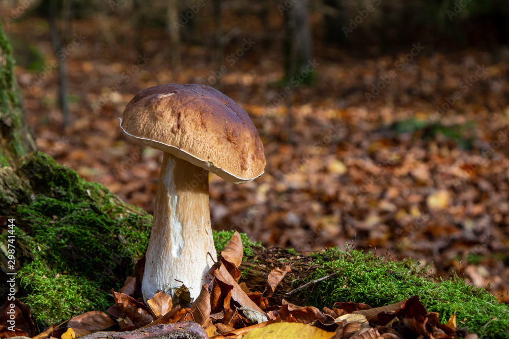 Fototapeta premium Steinpilz an einem Baumstumpf im Wald