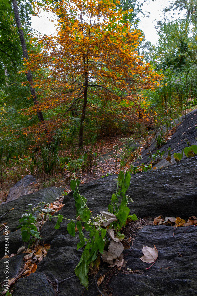 Early autumn color in Central Park South Early autumn color in Central Park South