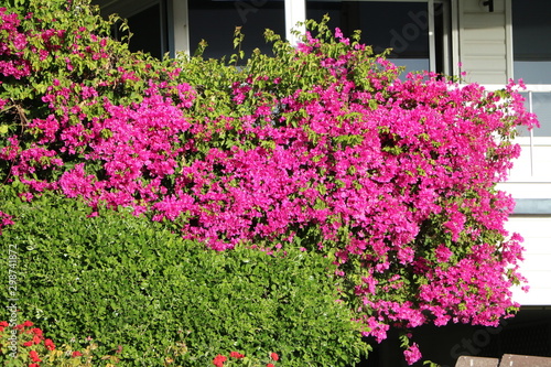 Wallpaper Mural  Bougainville blooming pink in Western Australia Torontodigital.ca