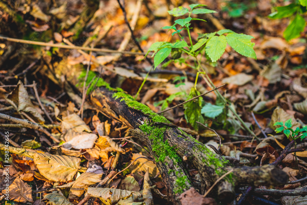 Moss growing on trees. Forest beauty concept, walk through the forest. Rich forest vegetation, beautiful seasonal view. Moss growing on trees. Forest beauty concept, walk through the forest. Rich forest vegetation, beautiful seasonal view.