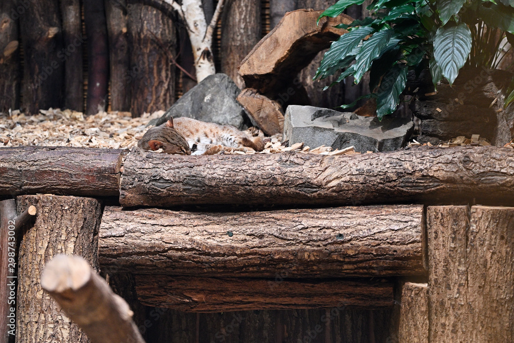 Rusty-spotted cat resting lying in captivity. Rusty-spotted cat resting lying in captivity.