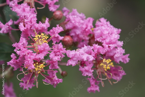 Lagerstroemia flos reginae, Giant Crape Myrtle, Queens flower, Pride of India, Banaba, Blooming Pink Flowers