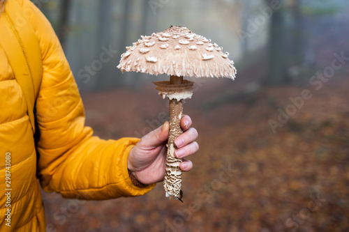 Woman holding Parasol Mushroom (Macrolepiota procera) in foggy forest photo