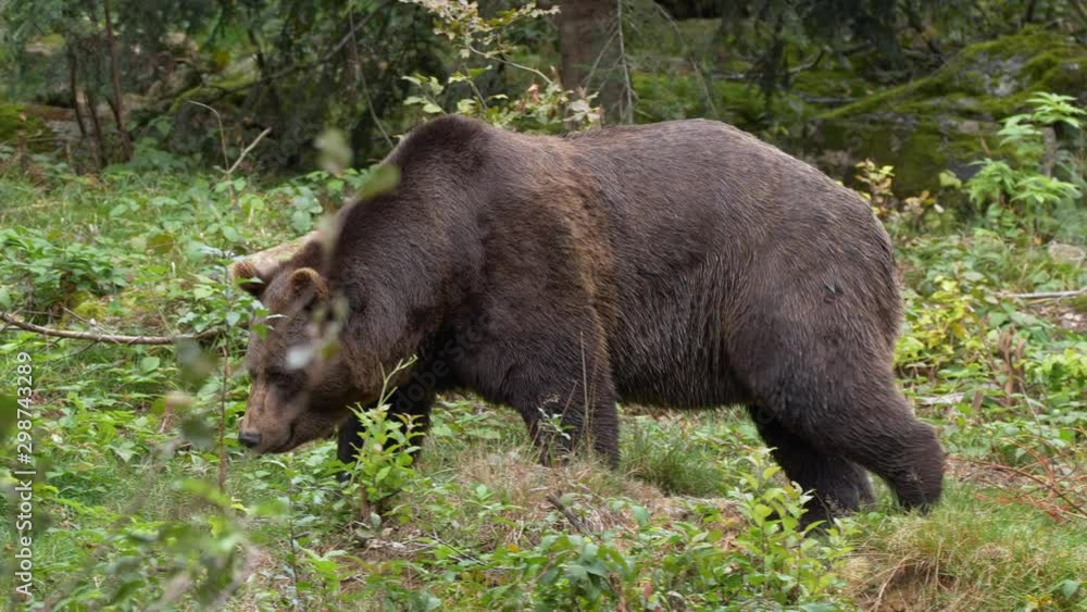 Brown bear (Ursus arctos) foraging for food in forest Brown bear (Ursus arctos) foraging for food in forest