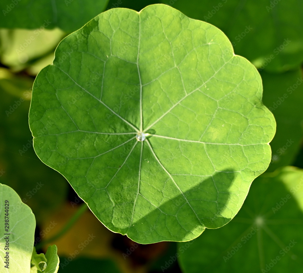 essbare Blüten der Kapuzinerkresse Stock Photo Adobe Stock