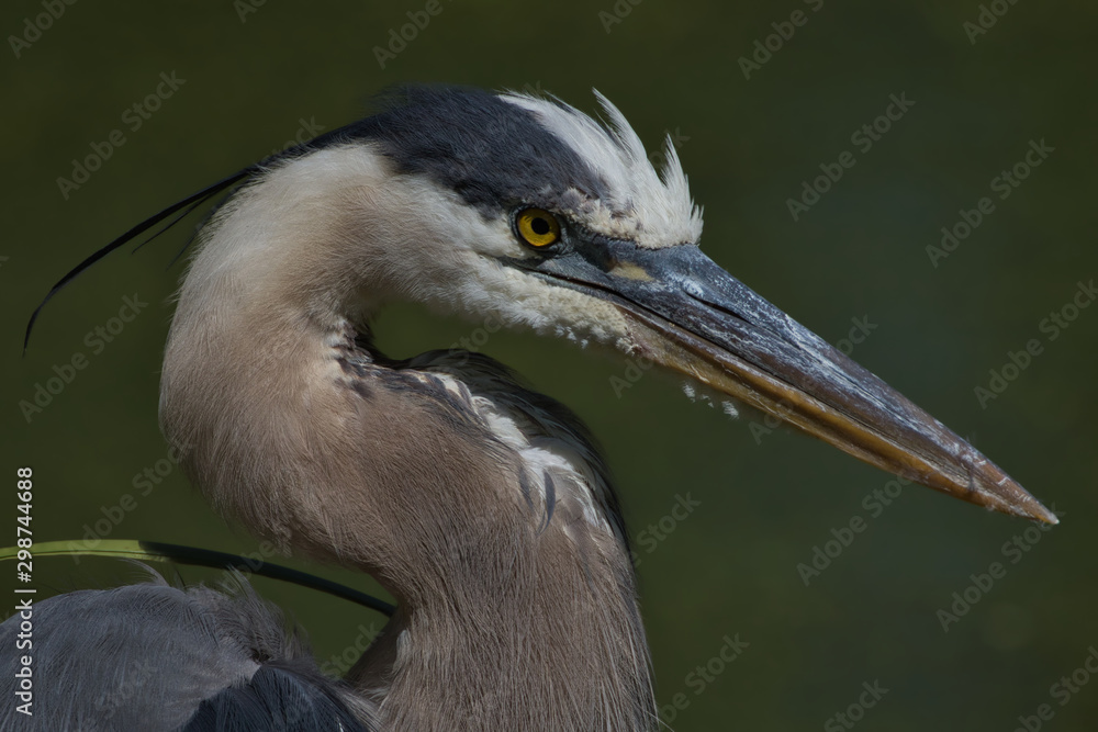 Obraz premium Great Blue Heron Portrait