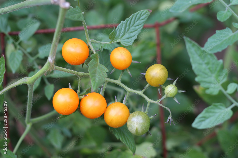 Sugar Sweet Small Orange Tomatoes on Vine Sugar Sweet Small Orange Tomatoes on Vine