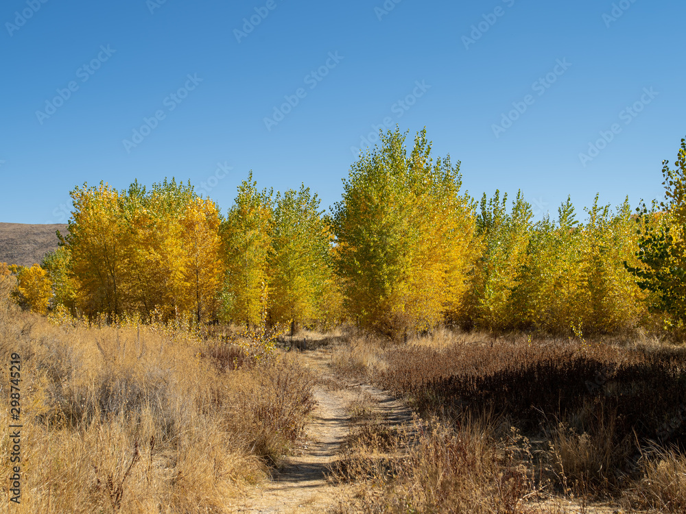 Fototapeta premium Tree during Autumn in the Nevada landscape