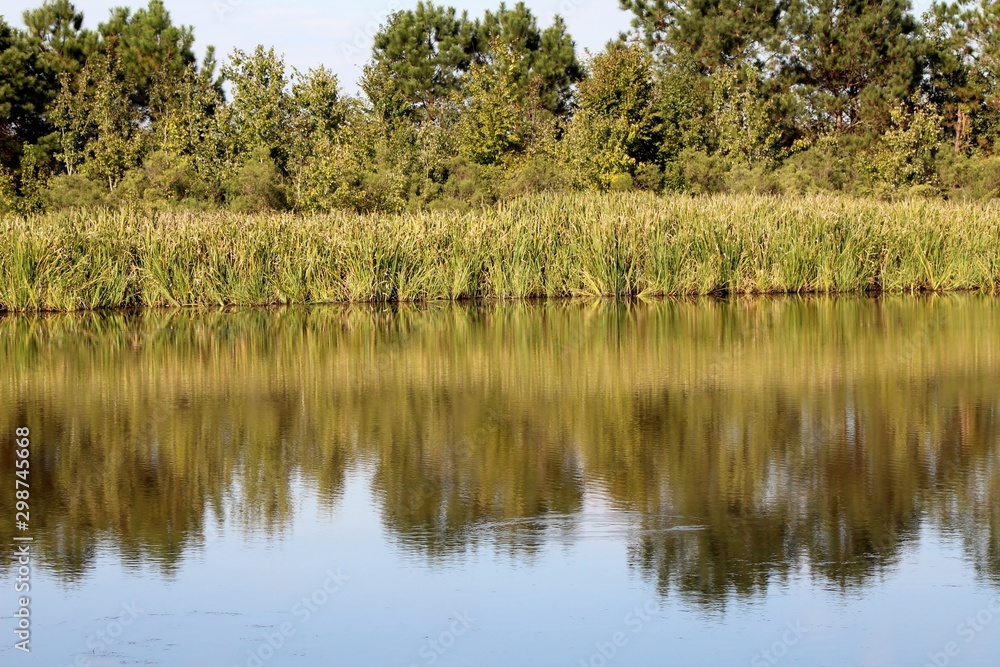 lake in forest