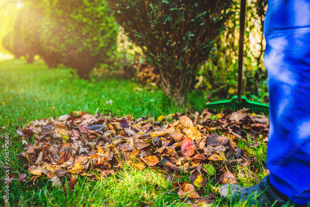 Seasonal raking of leaves in the garden. Concept of cleaning and caring for the garden. Man rakes withered and colorful leaves in the garden. Autumn cleaning before winter, spring cleaning garden. Seasonal raking of leaves in the garden. Concept of cleaning and caring for the garden. Man rakes withered and colorful leaves in the garden. Autumn cleaning before winter, spring cleaning garden.