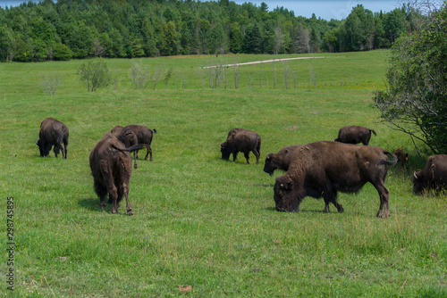 Big bison in a nature reserve in Canada © Alicina