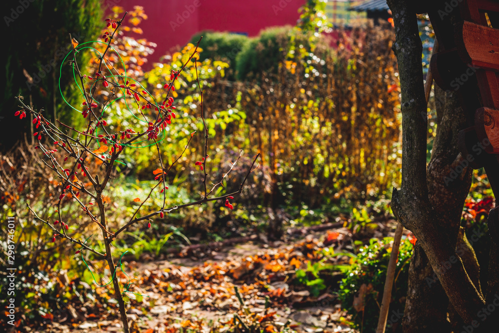 View of the autumn garden. The concept of care and cleaning in the garden. Keeping the garden clean. A place for recreation and rest.