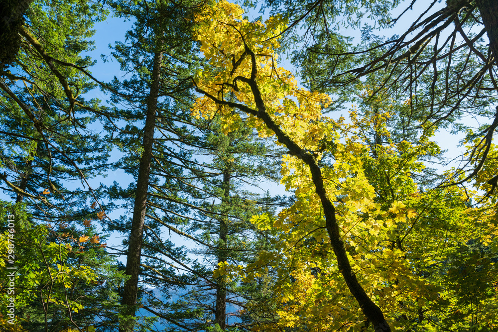Fototapeta premium Autumn foliage on the Hamilton Mountain Trail in Beacon Rock State Park, Washington, USA