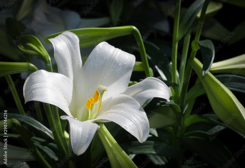 Fototapeta premium Easter Lily