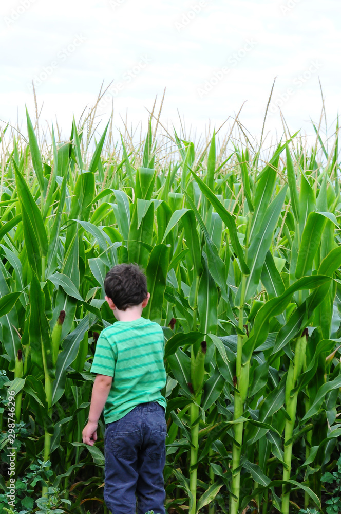 Little boy standing near the edge of a cornfield. Little boy standing near the edge of a cornfield.