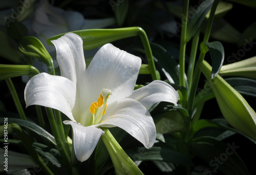 Easter Lily